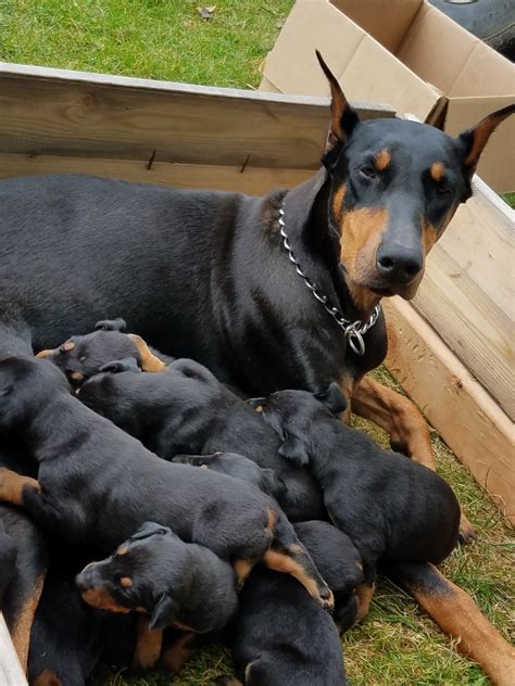 craigslist doberman pinschers|doberman pinscher breeders near me.